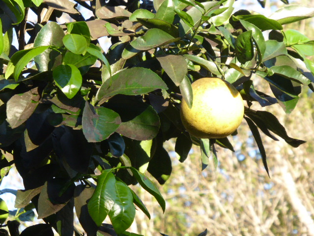 Winter in Paraguay 2019